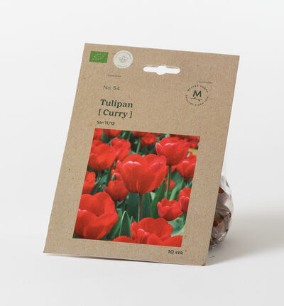 Tulipan Red Curry høstløk